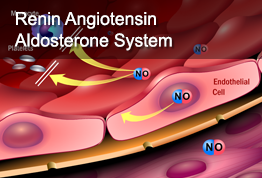 Renin Angiotensin Aldosterone System 