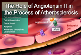 The Role of Angiotensin II in the Process of Atherosclerosis 