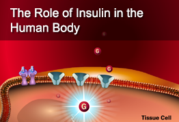 The Role of Insulin in the Human Body