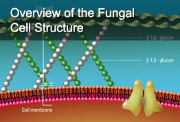 Overview of the Fungal Cell Structure
