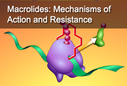 Macrolides: Mechanisms of Action and Resistance