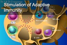 Stimulation of Adaptive Immunity